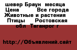 шевер Браун 2месяца › Цена ­ 200 - Все города Животные и растения » Птицы   . Ростовская обл.,Таганрог г.